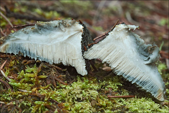 Image de Polypore bleuté