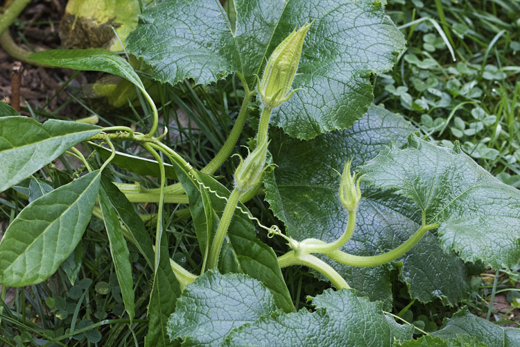 Image of field pumpkin