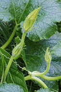 Image of field pumpkin