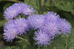 Imagem de Ageratum houstonianum Mill.