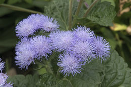 Imagem de Ageratum houstonianum Mill.