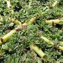 Image of California amaranth