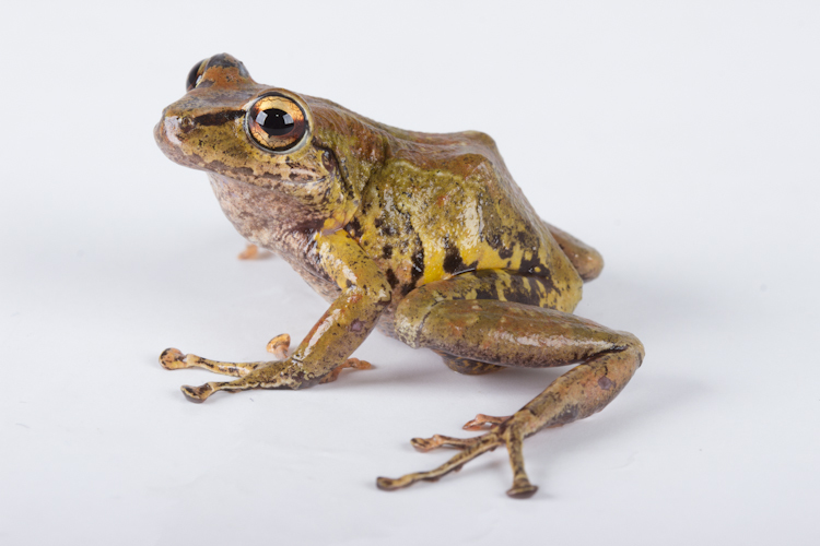 Image of Pristimantis mindo Arteaga-Navarro, Yáñez-Muñoz & Guayasamin 2013