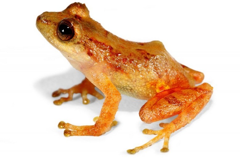 Image of Pristimantis ardyae Reyes-Puig, Reyes-Puig & Yánez-Muñoz 2013