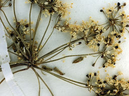 Image of Call's angelica