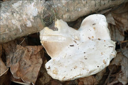 Image of White Cheese Polypore