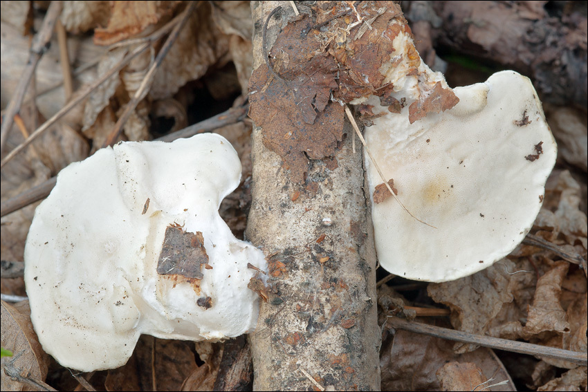 Image of White Cheese Polypore