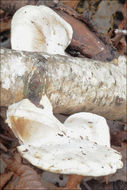 Image of White Cheese Polypore