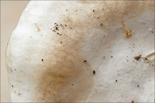 Image of White Cheese Polypore