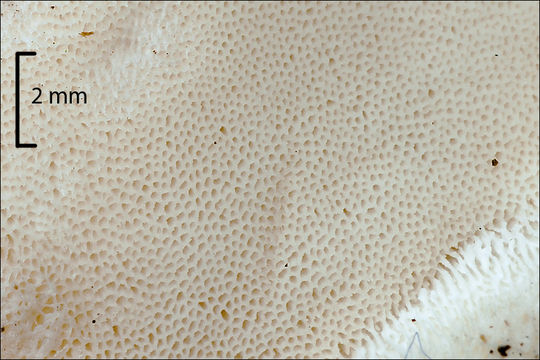 Image of White Cheese Polypore