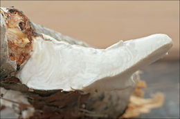 Image of White Cheese Polypore