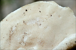 Image of White Cheese Polypore