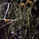 Image of largeflowered fiddleneck