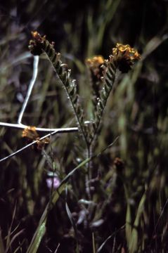 Image of largeflowered fiddleneck