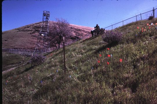 Image of largeflowered fiddleneck