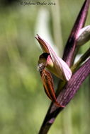 Image of Long-lipped Serapias