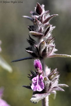 Image of Downy woundwort