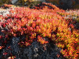 Carpobrotus chilensis (Molina) N. E. Br. resmi