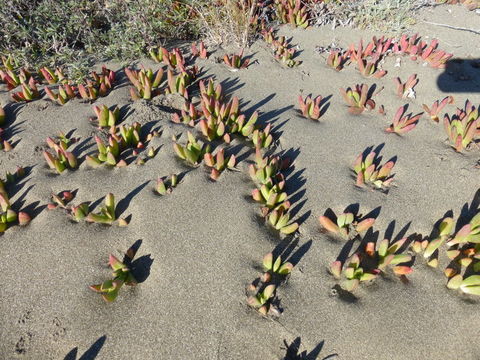 Image of ice plant