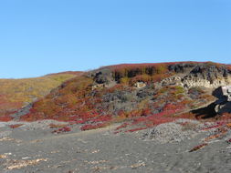 Image of ice plant