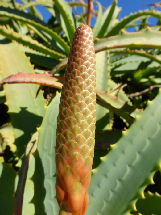 Image of candelabra aloe