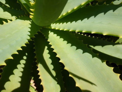 Imagem de Aloe arborescens Mill.