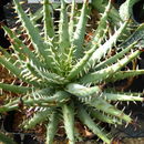 Image of Aloe erinacea D. S. Hardy
