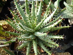 Image of Aloe erinacea D. S. Hardy