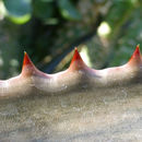 Sivun Aloe harlana Reynolds kuva
