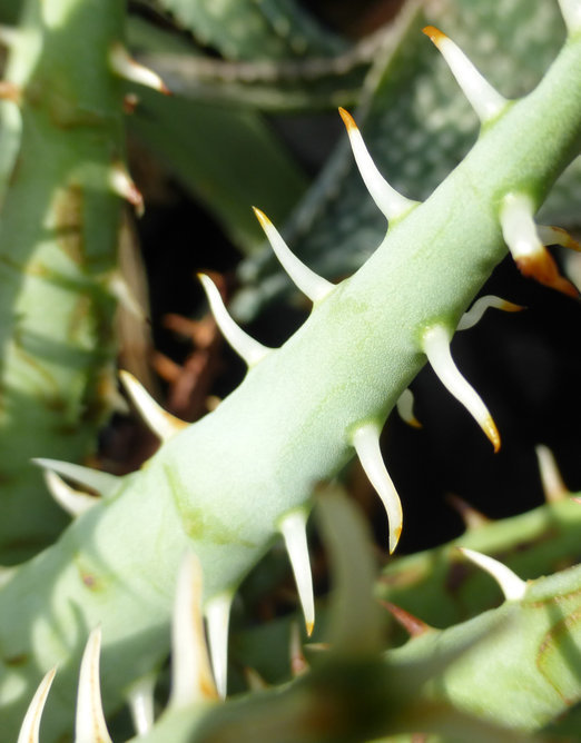 Image of Aloe erinacea D. S. Hardy