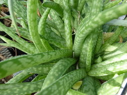 Image of Aloe ellenbeckii A. Berger