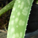 Aloe ellenbeckii A. Berger resmi