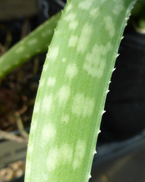 Image of Aloe ellenbeckii A. Berger