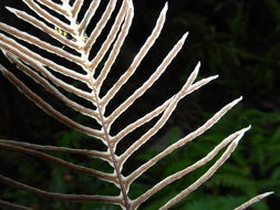 Image of deer fern