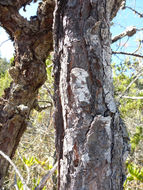 Image of <i>Pinus contorta</i> ssp. <i>bolanderi</i>