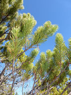 Image of <i>Pinus contorta</i> ssp. <i>bolanderi</i>