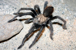 Image of Aphonopelma eutylenum Chamberlin 1940