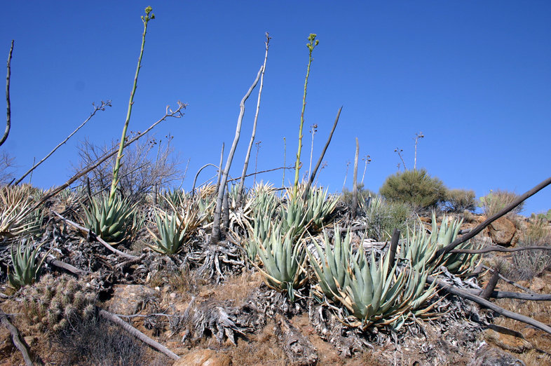 Image de Agave deserti Engelm.