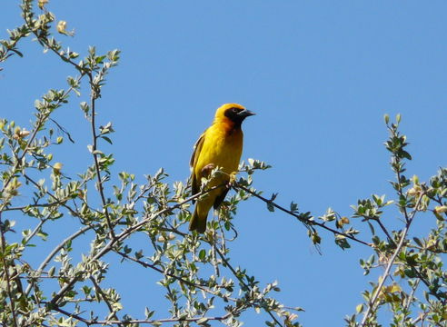 Image of Speke's Weaver