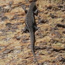 Image of Cape dwarf gecko