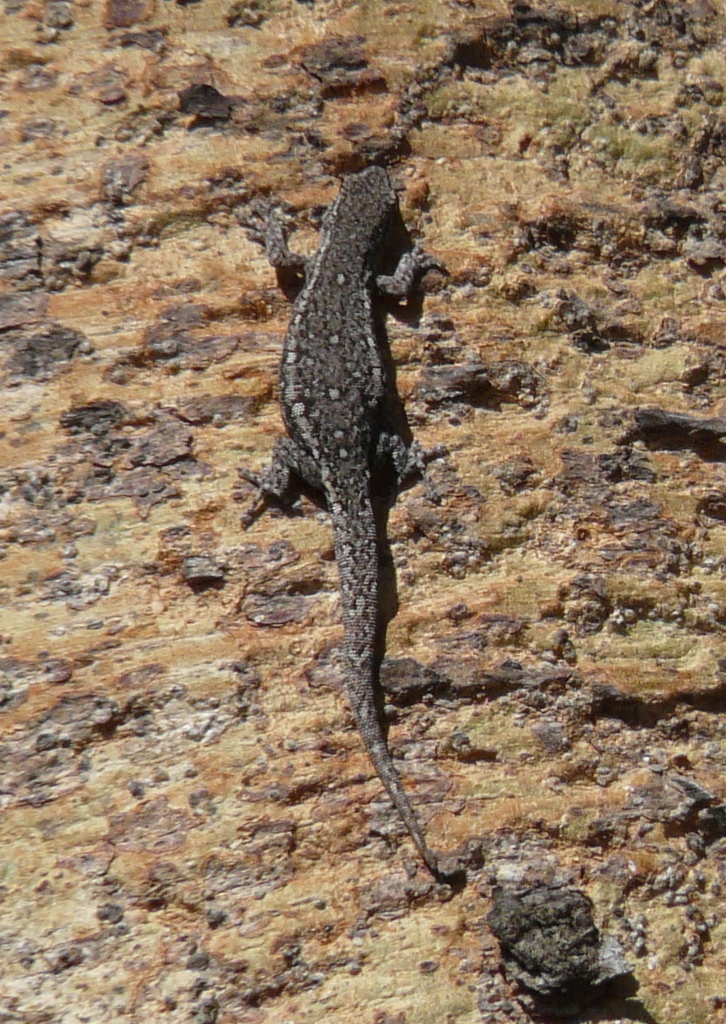 Lygodactylus capensis (Smith 1849) resmi