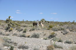 Image of Ass -- Feral donkey