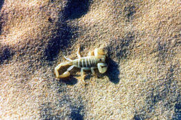 Image of Giant Sand Scorpion