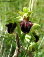 Image of Early spider orchid