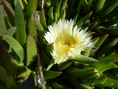 صورة Carpobrotus edulis (L.) N. E. Br.