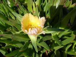 Image of hottentot fig