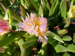 Imagem de Carpobrotus edulis (L.) N. E. Br.