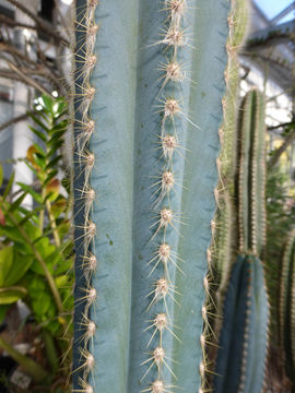 Plancia ëd Pilosocereus pachycladus F. Ritter