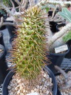 Image of Pachypodium ambongense H. Poisson