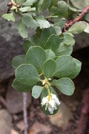 Image of Klamath manzanita